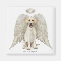 Portrait of white Labrador retriever wearing Magnets