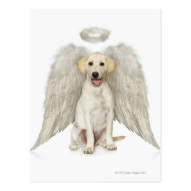 Portrait of white Labrador retriever wearing Postcard