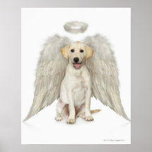 Portrait of white Labrador retriever wearing Poster