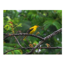 Post card photo of Black naped oriole in the rain.