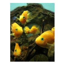 Postcard-Animals-Yellow Fish