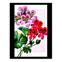 Postcard-Botanicals-Pierre Joseph Redoute 1