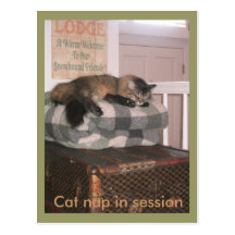 postcard: Cat nap