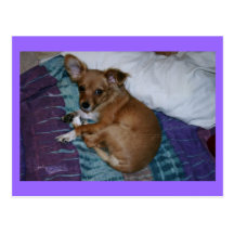 Postcard, Chihuahua # 2