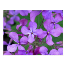 Postcard: Dames Rocket (Hesperis matronalis)