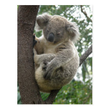 Postcard Koalas QLD Australia