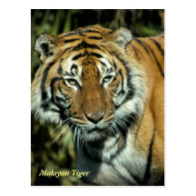 Postcard: Malayan Tiger (Portrait)