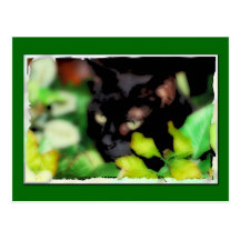Postcard of a Black Cat