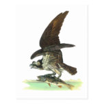 Postcard: Osprey - John Audubon