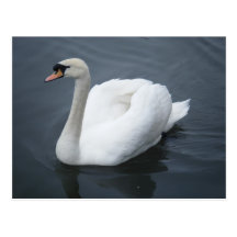 Postcard - Swan