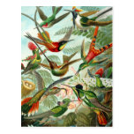 Postcard:  Trochilidae ("Hummingbirds") by Haeckel