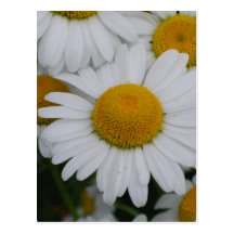 Postcard Vertical Template - Customized