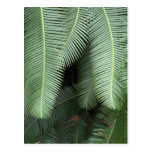 Postcard with Fern Motif