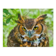 Postcard with Great Horned Owl