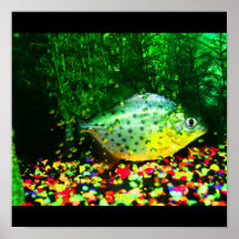Poster-Animals-37