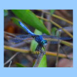Poster - Blue dragonfly posters