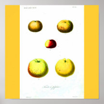 Poster-Botanicals-Apples