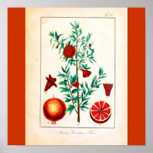 Poster-Botanicals-Fruit