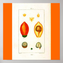 Poster-Botanicals-Fruit