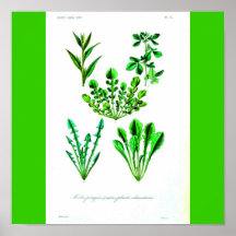 Poster-Botanicals-Leafy Vegetables 2