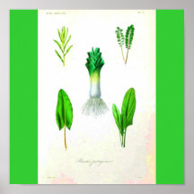 Poster-Botanicals-Leek