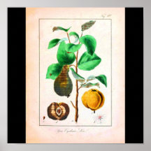 Poster-Botanicals-Pear or Quince