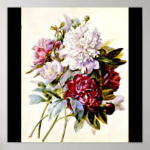 Poster-Botanicals-Pierre Joseph Redoute 16