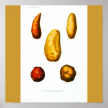 Poster-Botanicals-Potatoes