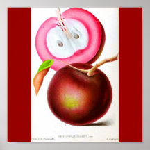 Poster-Botanicals-Red Fruit