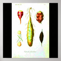Poster-Botanicals-Root Vegetables