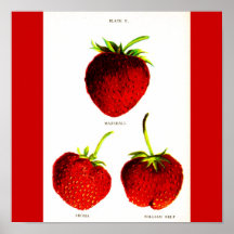 Poster-Botanicals-Strawberries 5