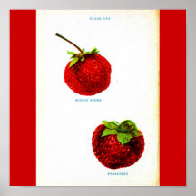Poster-Botanicals-Strawberries 7