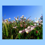 Poster - California wildflowers posters
