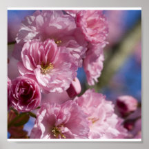 Poster-Flowers-2