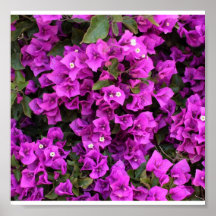 Poster-Flowers-6