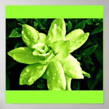 Poster-Flowers-Painted Flowers 11