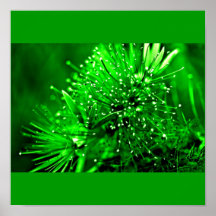 Poster-Flowers-Painted Flowers 6