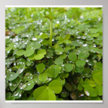 Poster-Nature-Clovers