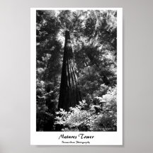 Poster Natures Tower