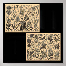 Poster-Vintage Botanical Illustrations