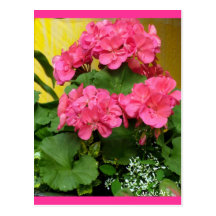 "Potted Coral Pink Geraniums" Notes & Stamps Post Cards