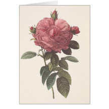 PR Redoute - Rosa gallica flore giganteo Rose Card