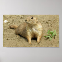 Prairie Dog Poster