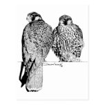 Prairie Falcons Postcard