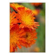 Prairie Golds Card