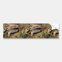Prairie lady's slipper bumper sticker