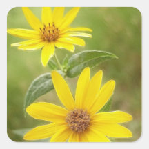 Prairie Sunflower - Helianthus maximilianii Square Stickers