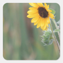 Prairie Sunflower Sticker
