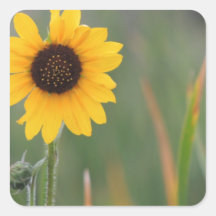 Prairie Sunflower Stickers