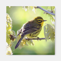 Prairie Warbler Magnet